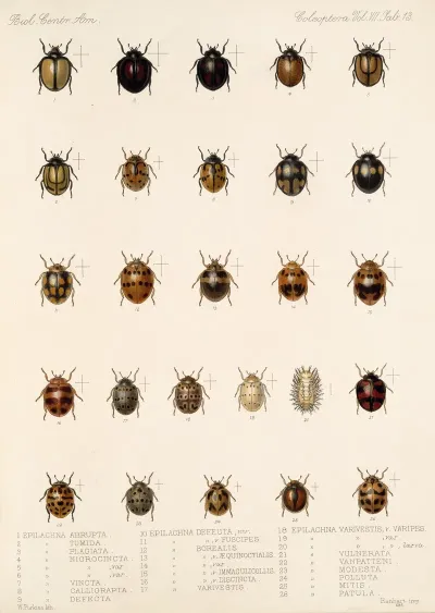 Insecta Coleoptera Pl 301