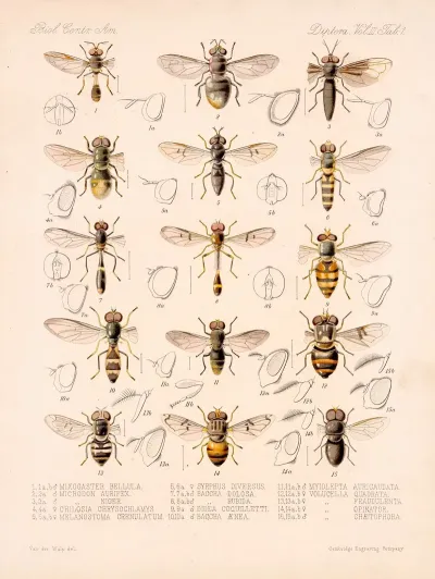 Insecta Diptera Pl 01