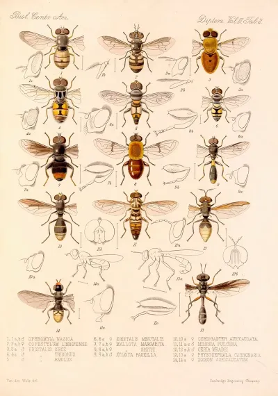 Insecta Diptera Pl 02