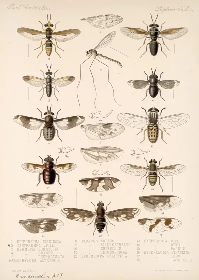 Insecta Diptera Pl 03