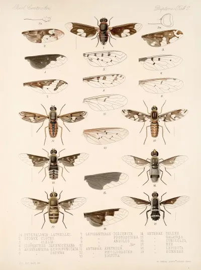 Insecta Diptera Pl 04