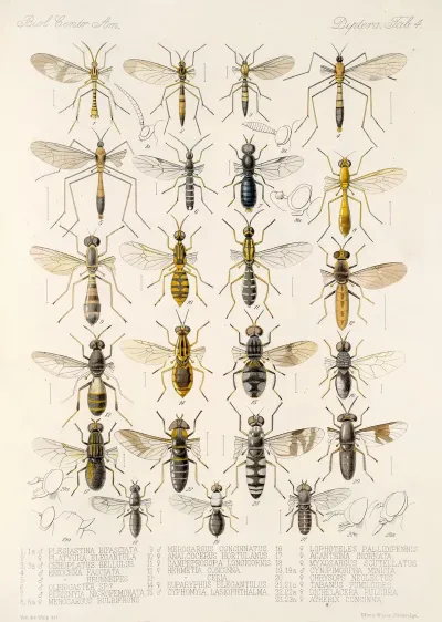Insecta Diptera Pl 06