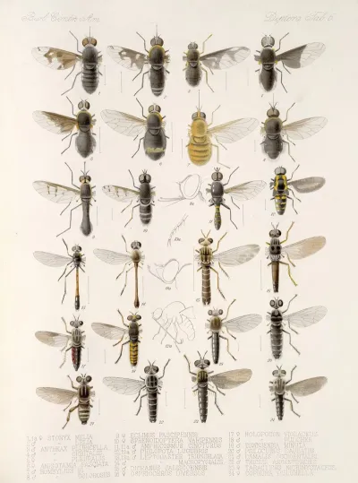Insecta Diptera Pl 07
