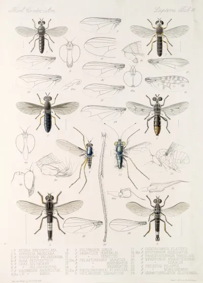 Insecta Diptera Pl 08