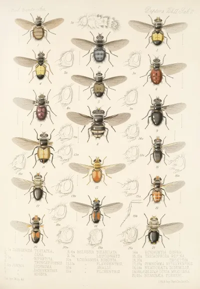 Insecta Diptera Pl 10