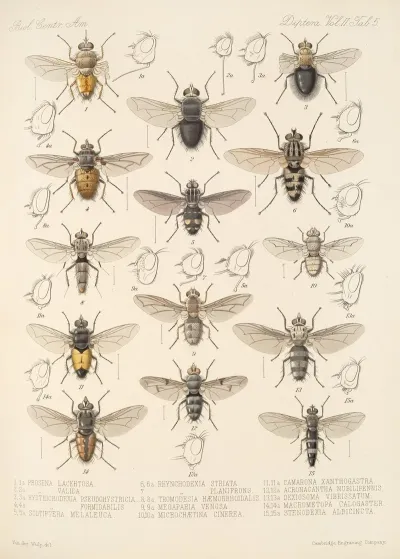 Insecta Diptera Pl 13
