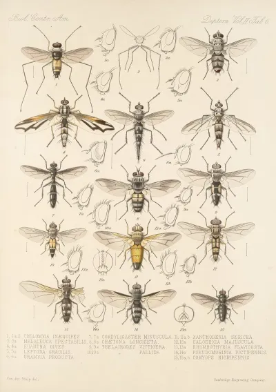 Insecta Diptera Pl 14
