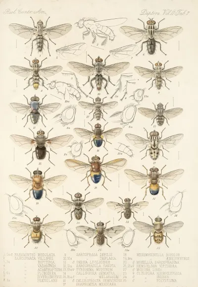 Insecta Diptera Pl 15