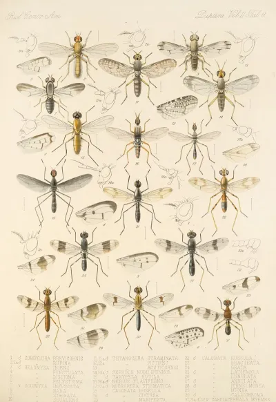 Insecta Diptera Pl 17