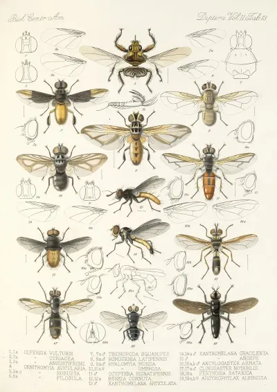Insecta Diptera Pl 21