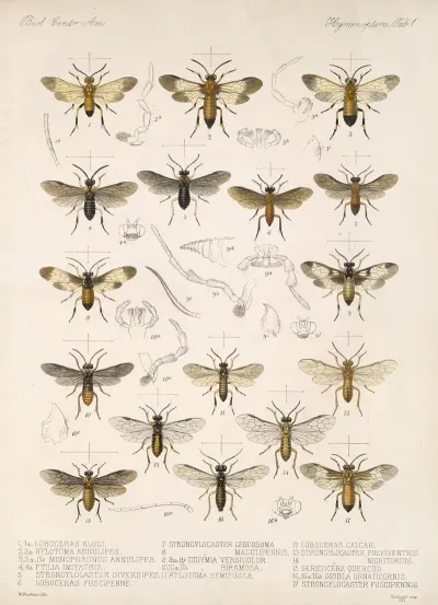 Insecta Hymenoptera Pl 01