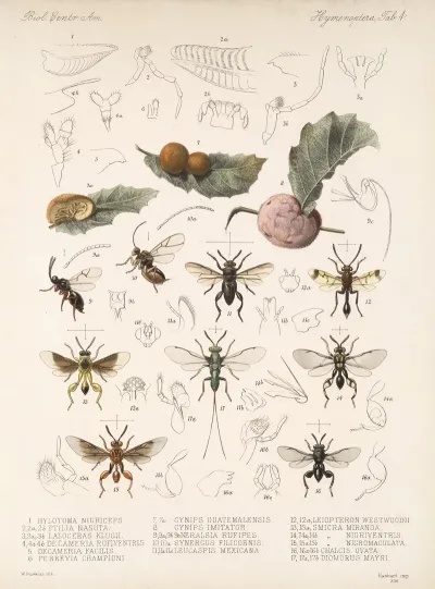Insecta Hymenoptera Pl 04