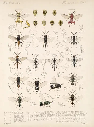 Insecta Hymenoptera Pl 05