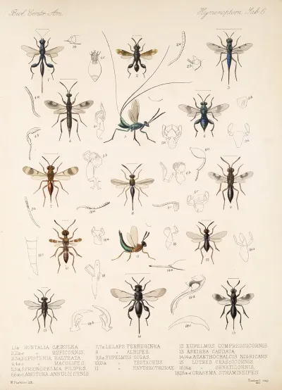 Insecta Hymenoptera Pl 06