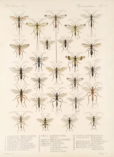 Insecta Hymenoptera Pl 11