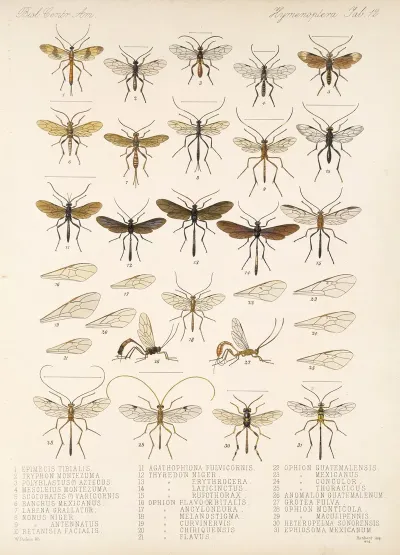 Insecta Hymenoptera Pl 12