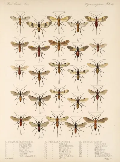 Insecta Hymenoptera Pl 14