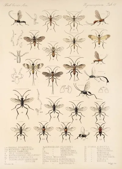 Insecta Hymenoptera Pl 17