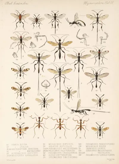 Insecta Hymenoptera Pl 18