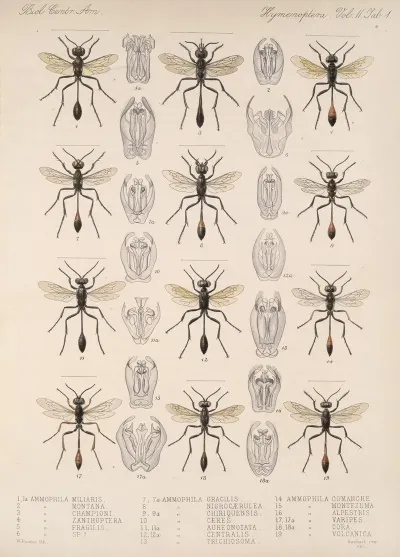 Insecta Hymenoptera Pl 21