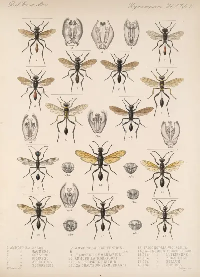 Insecta Hymenoptera Pl 22