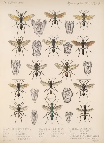 Insecta Hymenoptera Pl 23