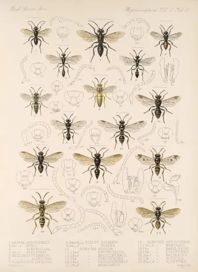 Insecta Hymenoptera Pl 25