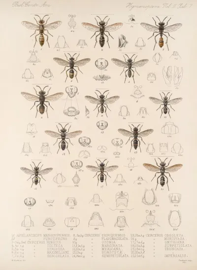 Insecta Hymenoptera Pl 27
