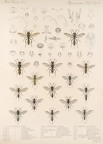 Insecta Hymenoptera Pl 28