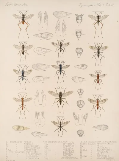 Insecta Hymenoptera Pl 30