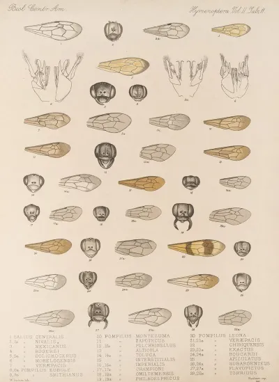 Insecta Hymenoptera Pl 31