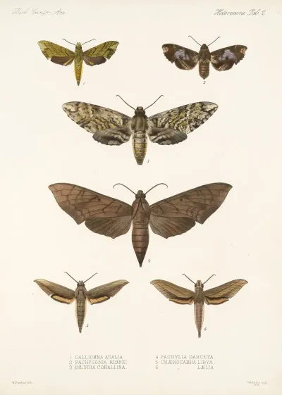 Insecta Lepidoptera Heterocera Pl 002