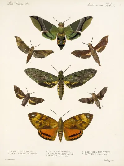 Insecta Lepidoptera Heterocera Pl 003