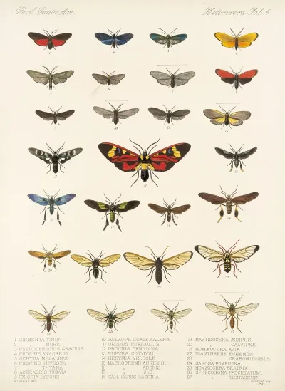 Insecta Lepidoptera Heterocera Pl 006