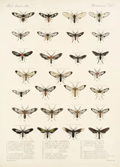 Insecta Lepidoptera Heterocera Pl 007