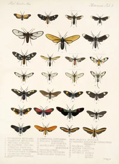 Insecta Lepidoptera Heterocera Pl 008