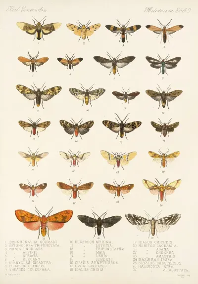 Insecta Lepidoptera Heterocera Pl 009