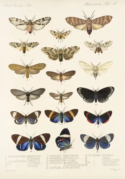 Insecta Lepidoptera Heterocera Pl 010