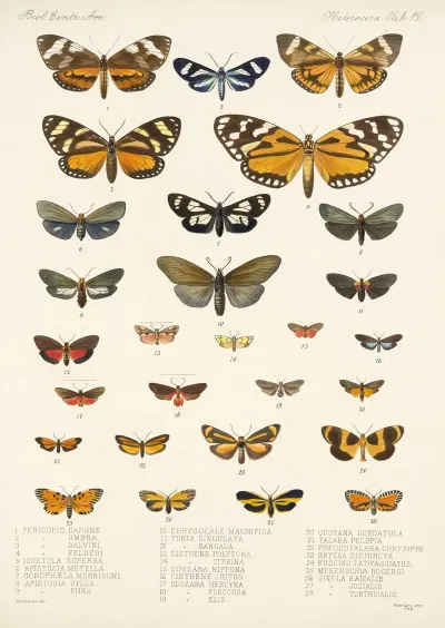 Insecta Lepidoptera Heterocera Pl 012