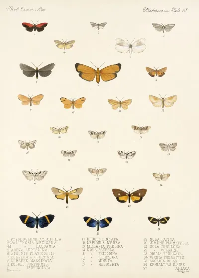 Insecta Lepidoptera Heterocera Pl 013