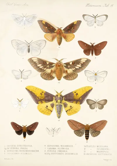 Insecta Lepidoptera Heterocera Pl 015