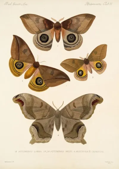 Insecta Lepidoptera Heterocera Pl 018