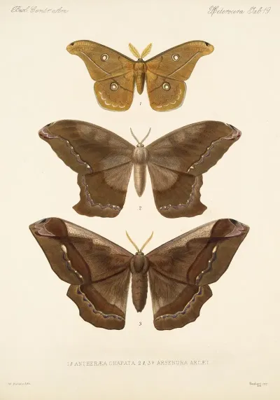 Insecta Lepidoptera Heterocera Pl 019
