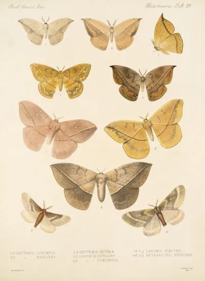 Insecta Lepidoptera Heterocera Pl 021