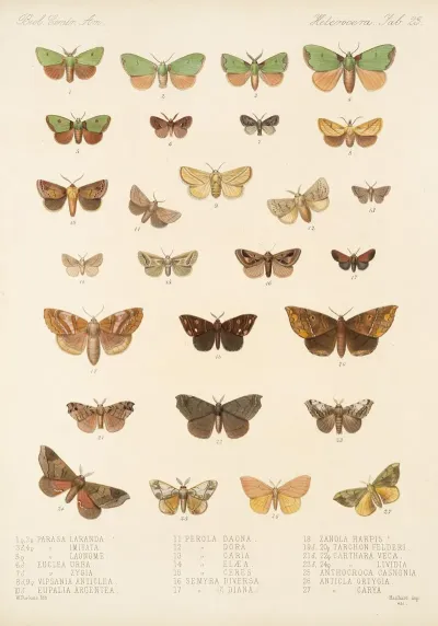 Insecta Lepidoptera Heterocera Pl 023