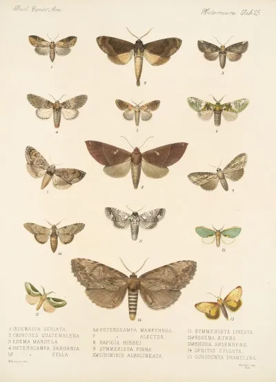 Insecta Lepidoptera Heterocera Pl 025
