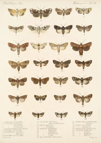Insecta Lepidoptera Heterocera Pl 026