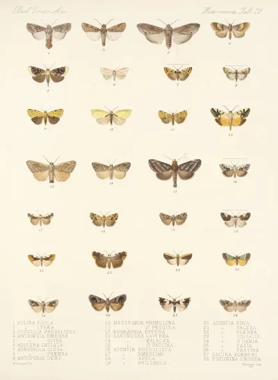 Insecta Lepidoptera Heterocera Pl 028