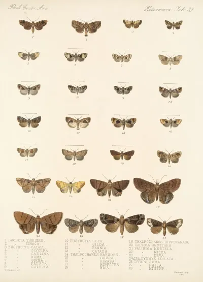 Insecta Lepidoptera Heterocera Pl 029