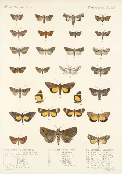 Insecta Lepidoptera Heterocera Pl 030